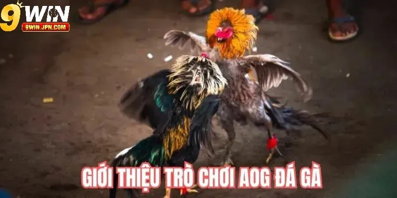 Loại hình chọi kê cựa dao tại sảnh AOG đá gà 